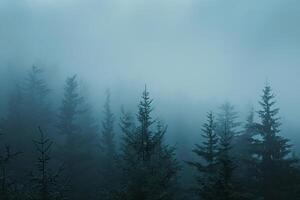 foggy forest with trees and foggy sky in the background photo