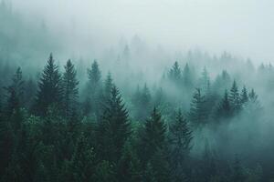 foggy forest with trees and fog in the background photo