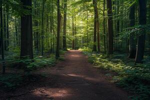 a path through a forest with trees and green grass with background photo