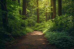 a path through a forest with sunlight shining through the trees and background photo