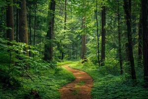 a path through a green forest with trees and grass with background photo