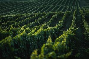 a vineyard field with rows of green plants background photo