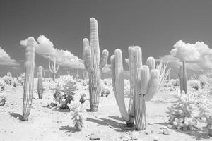 a desert with cactus plants and clouds in the background photo