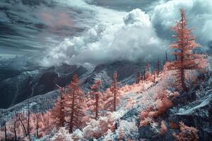 a forest with trees and clouds in the background background photo