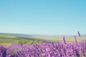 lavender field in summer background photo