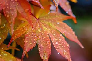 Nature  of a leaf with water droplets and nature background photo