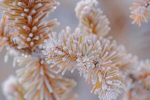 Frosty pine needles on a branch, background photo