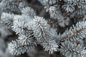 Pine tree with snow on it, background photo
