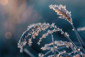Frosty grass with a blurry background, background photo