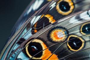 A detailed view of butterfly wings with background photo