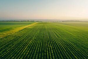 An aerial view of a green field with a tractor background photo