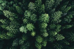 An aerial view of a forest with trees background photo