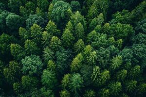 An aerial view of a forest with green trees background photo