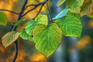 green leaves on a tree branch with yellow leaves background photo