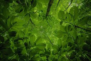 a view up into the canopy of a forest background photo