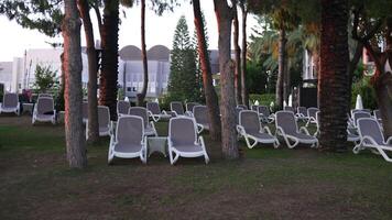 Beach loungers under palm trees on the hotel grounds video