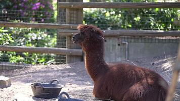 Alpaca Lama pacos Lying on a sunny day in the zoo grounds video