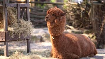 Alpaca Lama pacos Lying on a sunny day in the zoo grounds video