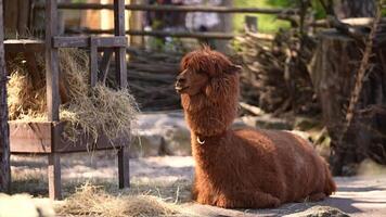Alpaca Lama pacos Lying on a sunny day in the zoo grounds video