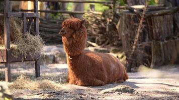 Alpaca Lama pacos Lying on a sunny day in the zoo grounds video