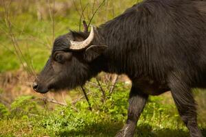 Cow in a forest photo