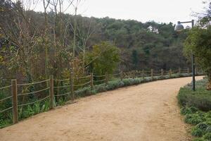 Deep forest and path photo