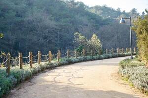 Deep forest and path photo