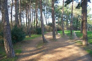Deep forest and path photo