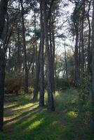 Deep forest and path photo