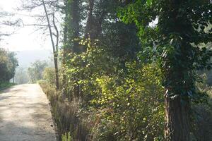 Deep forest and path photo