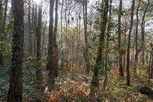 Deep forest and path photo
