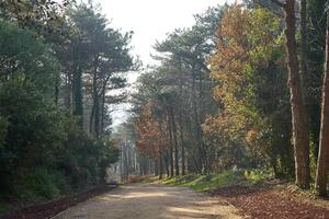 Deep forest and path photo