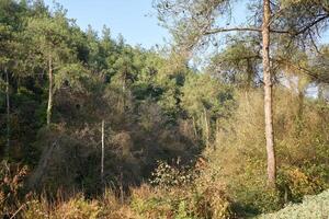 Deep forest and path photo