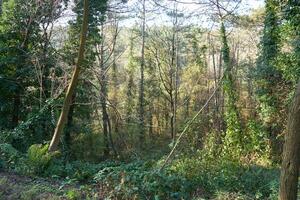 Deep forest and path photo