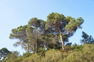 Deep forest and path photo