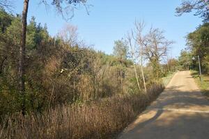 Deep forest and path photo