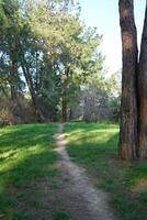 Deep forest and path photo