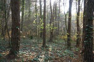 Deep forest and path photo
