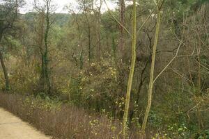 Deep forest and path photo