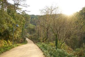 Deep forest and path photo