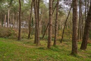 Deep forest and path photo