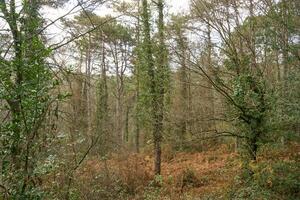 Deep forest and path photo
