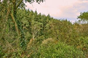 Deep forest and path photo