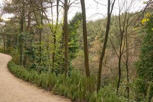 Deep forest and path photo