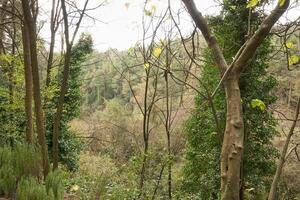 Deep forest and path photo