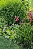 Bergenia cordifolia close-up in landscape garden photo
