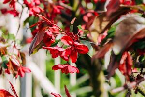 Blooming pink apple tree close-up, floral background photo