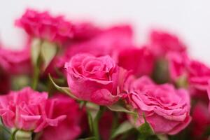 Small pink bush roses on a white background with a place for text photo