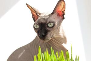 The Canadian sphynx cat eats sprouted wheat grass for animals photo
