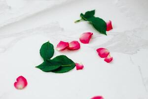 Petals of pink roses on a white background with a place for text photo